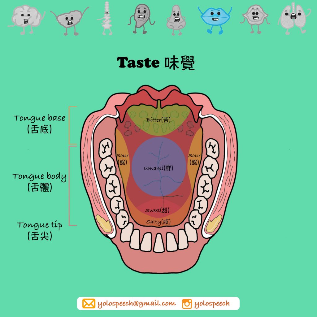舌頭上的味蕾奇兵！味覺的機制究竟如何運作？ @ 食力foodNEXT‧食事求實的知識頻道